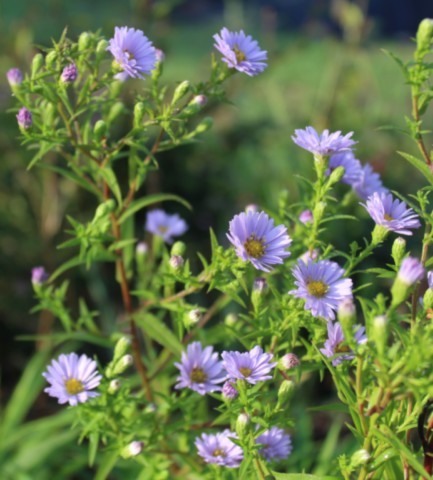 Aster foliaceum var. parryi