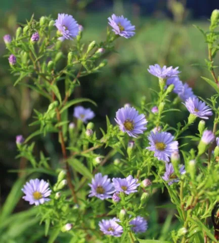 Aster foliaceum var. parryi