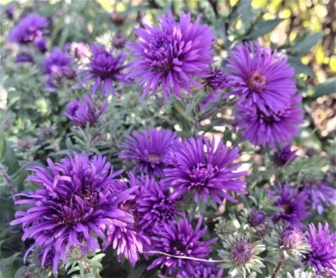 Aster Grape Crush