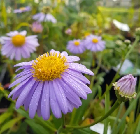 Aster koraiensis