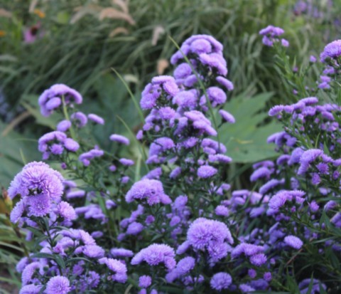 Aster 'Mystery Lady'
