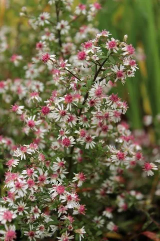Aster lateriflorus 'Prince'