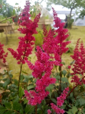 Astilbe 'Fanal'