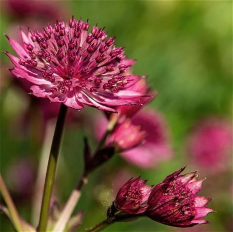 astrantia