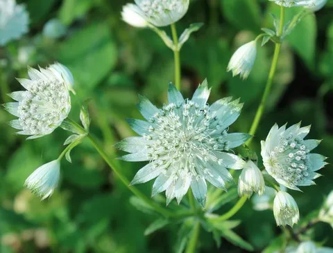 ASTRANTIA SHAGGY