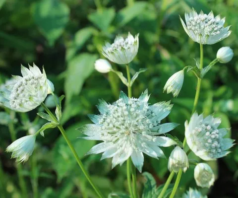 ASTRANTIA SHAGGY