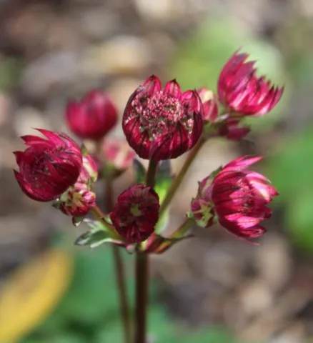 Astrantia Star of love