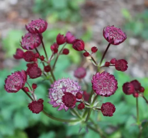 astrantia star of love