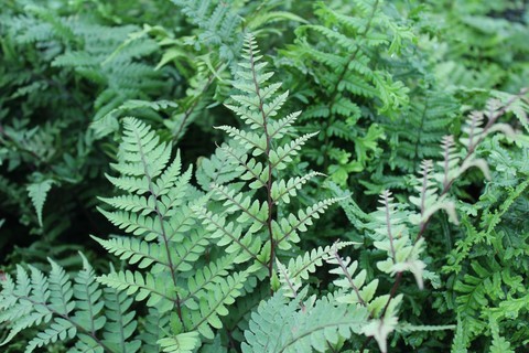 Athyrium otophorum 'Okanum'