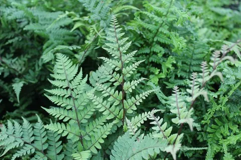 Athyrium otophorum 'Okanum'