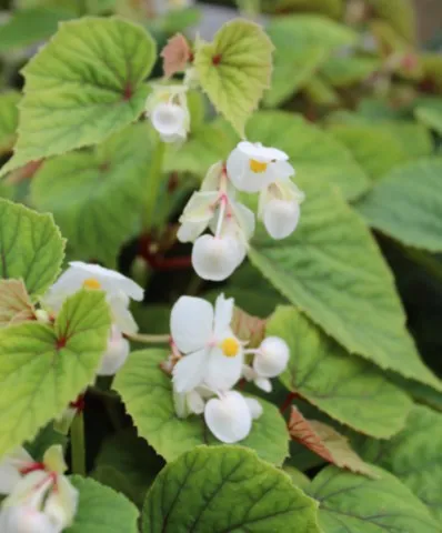 Begonia grandis 'Snowpop'