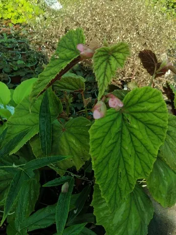 Begonia Nianjiang silver rose