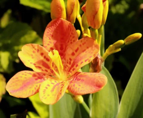 Belamcanda flabellata 'Hello orange'