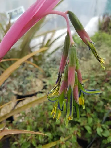 Billbergia nutans
