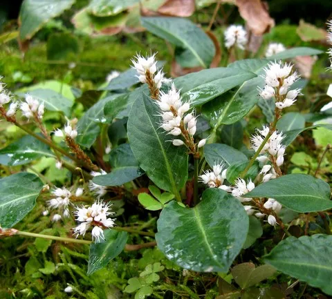 Bistorta tenuicaulis