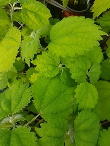 boehmeria platanifolia