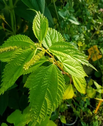 Boehmeria sieboldiana