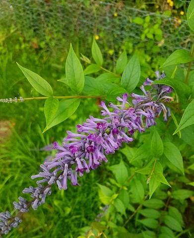 Buddleya lindleyana