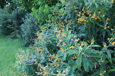 BUDDLEJA GLOBOSA