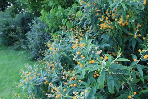 BUDDLEJA GLOBOSA