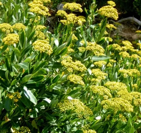 Bupleurum fruticosum