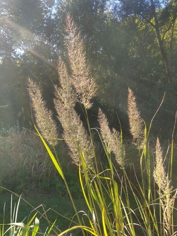 calamagrostis brachytricha