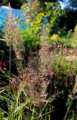 calamagrostis brachytricha