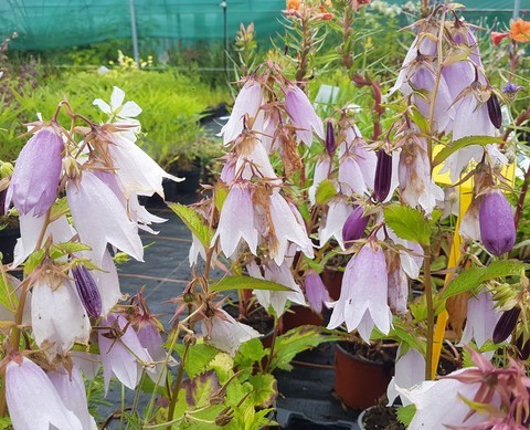 campanula iridescent bell