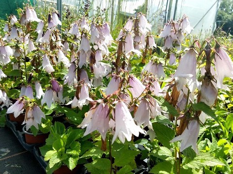 campanula iridescent bell