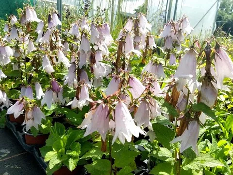 campanula iridescent bell