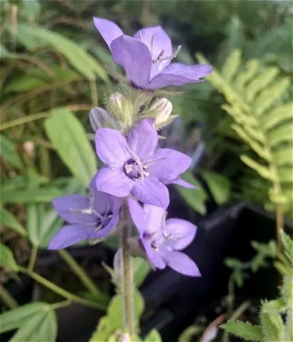 Campanula primulifolia
