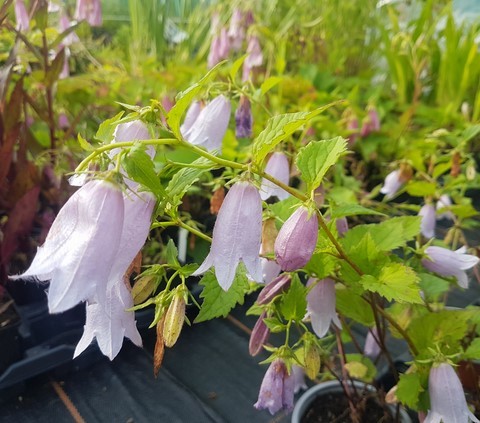 campanula x swannables