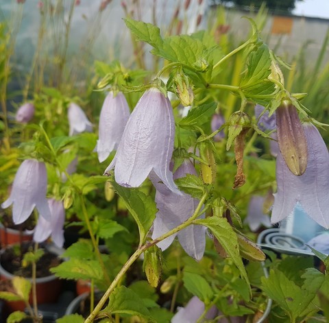 campanula x swannables