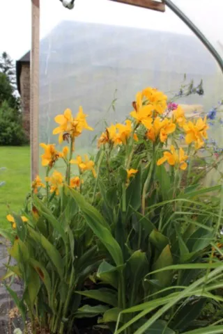 Canna 'Electric lemonade'