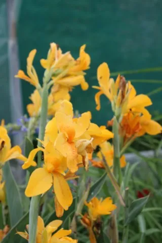 Canna 'Electric lemonade'