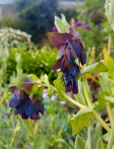 Cerinthe major 'Purpurascens'
