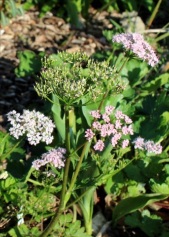 Chaerophyllum hirsutum 'Roseum'