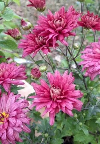 Chrysanthemum 'Duchess of Edinburgh'