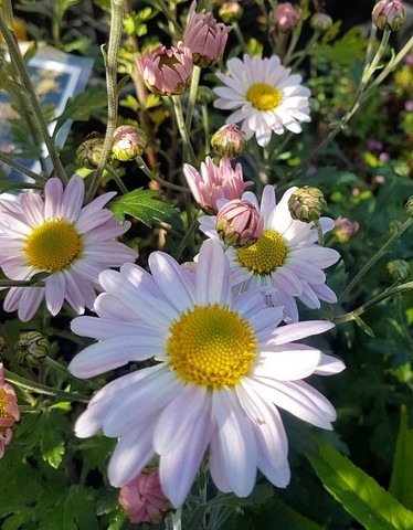 Chrysanthemum 'Innocence'