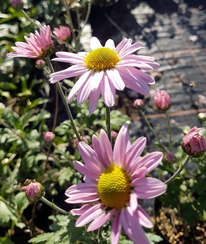 Chrysanthemum 'Innocence'