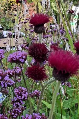 Cirsium rivulare 'Atropurpureum'
