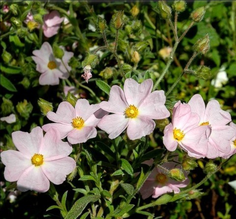 cistus x