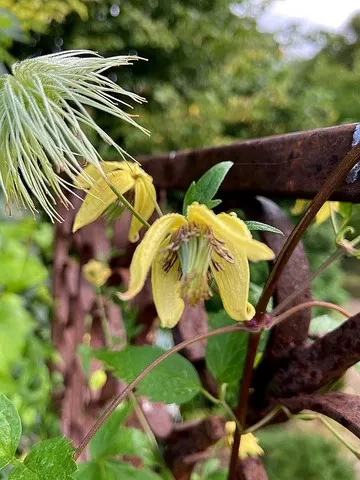 Clematis chiisaensis 'Korean Beauty'