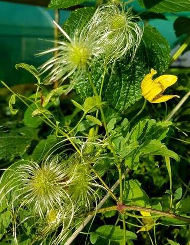 clematis ladakhiana