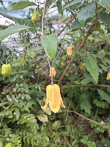 Clematis napaulensis 2