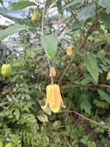 Clematis napaulensis 2