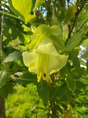 Cobaea scandens alba