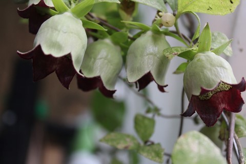 Codonopsis lanceolata