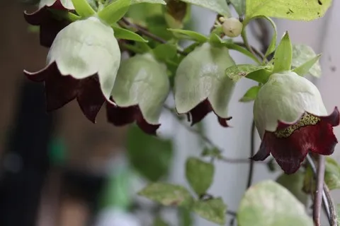 Codonopsis lanceolata