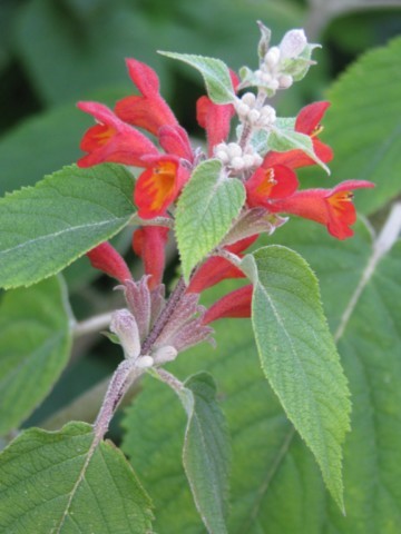 Colquhounia coccinea